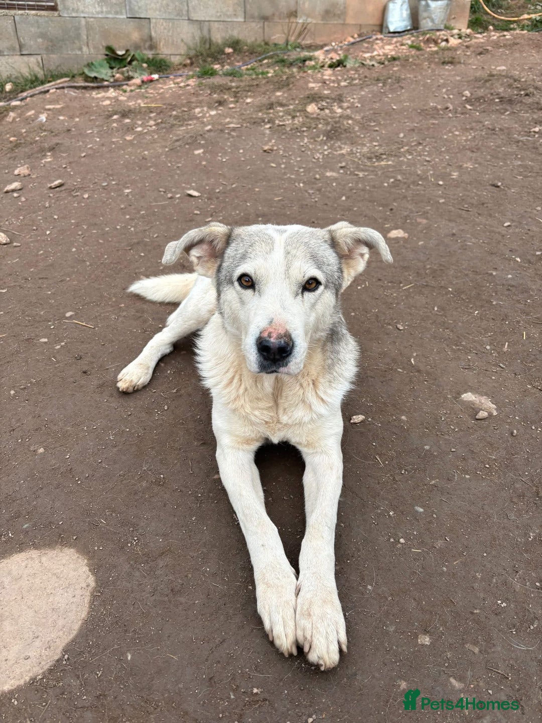 Mixed Breed dogs for adoption: Albut 💙 - Advert 3