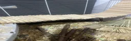 Hamster rodents for sale: 🐹 Male Syrian Hamster + Full Large Habitat 4 cage in Birmingham - Advert 13