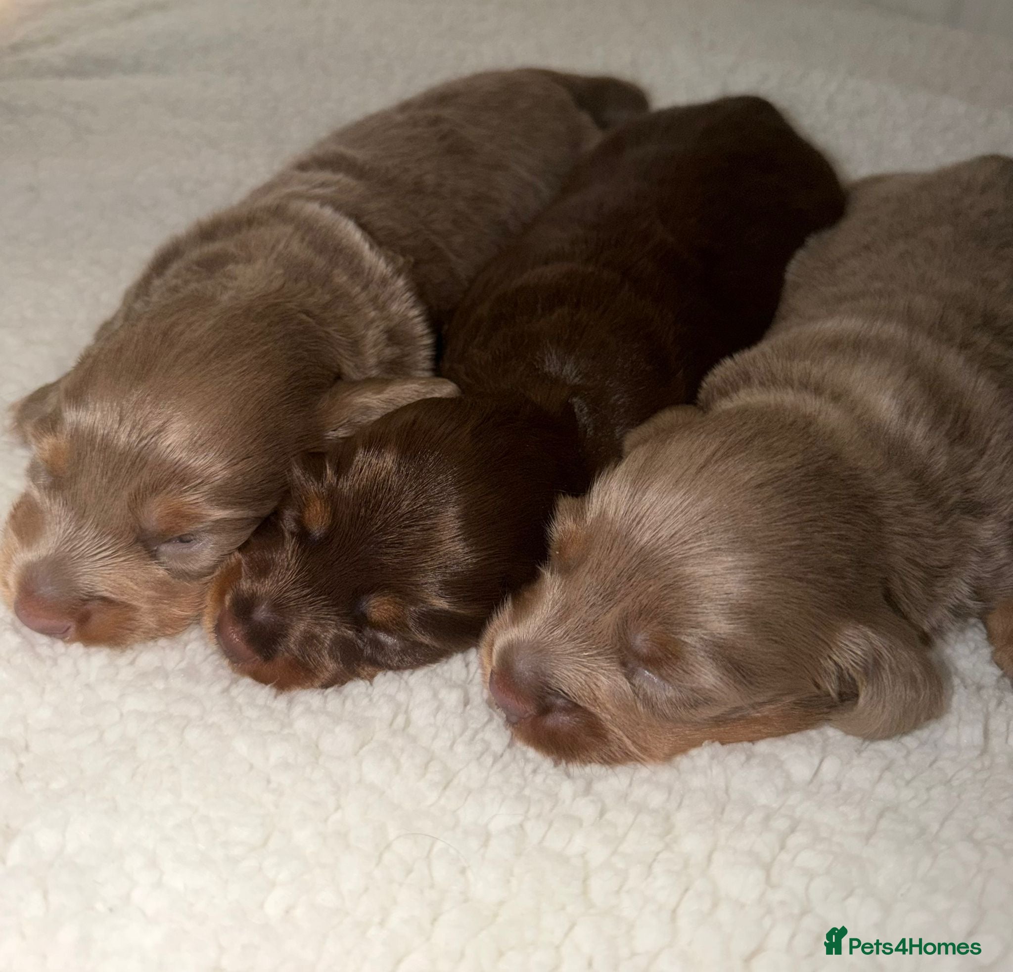 Miniature Dachshund dogs Long haired miniature dachshund x3 male - Advert 1