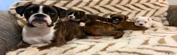 Boxer dogs for sale: Exceptional KC Health Tested Boxers - Advert 2