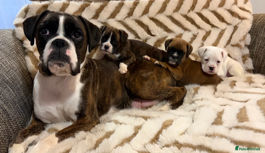 Boxer dogs for sale: Exceptional KC Health Tested Boxers - Advert 2