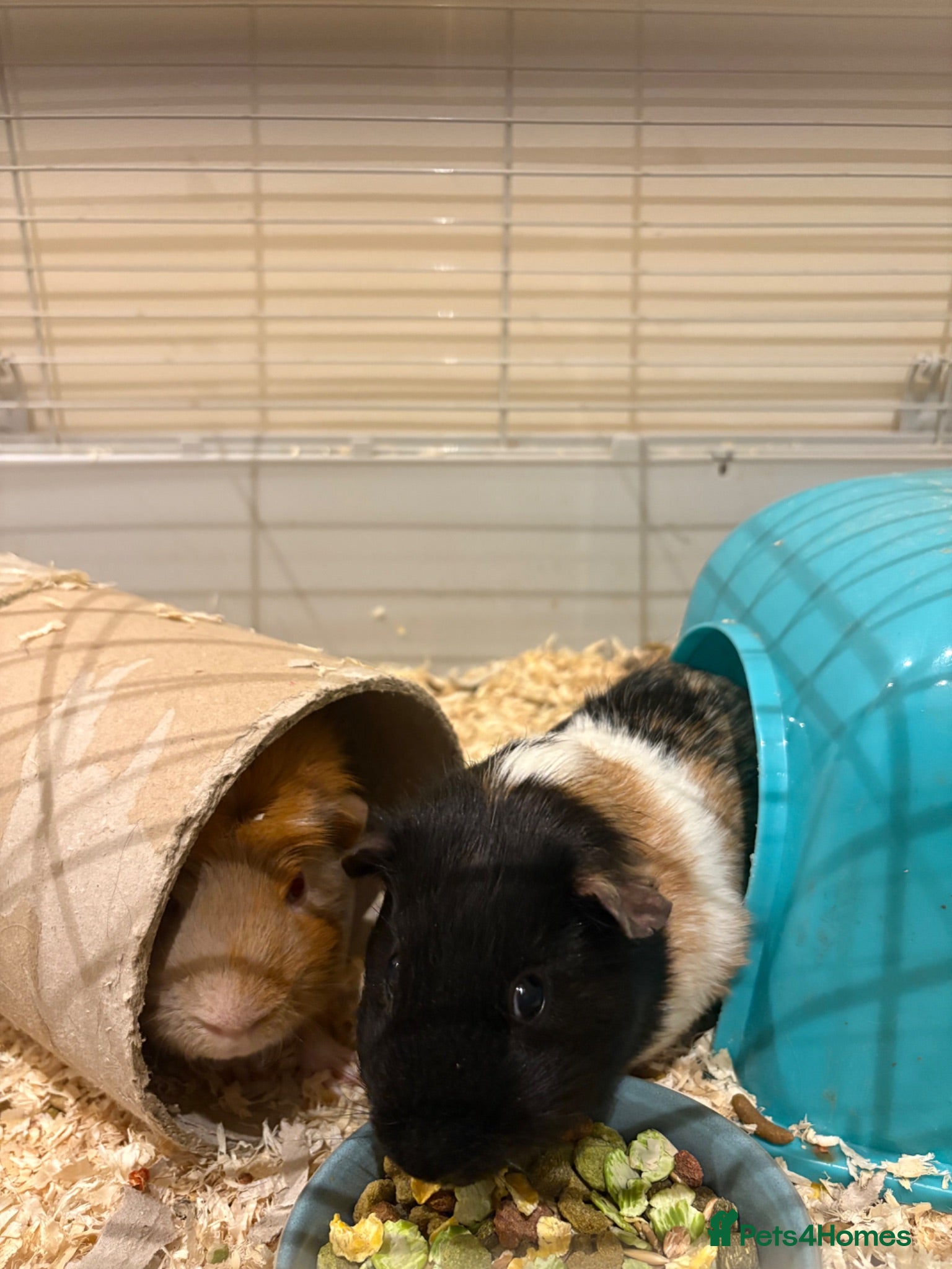 Guinea Pig rodents 2 male guinea pigs  - Advert 1