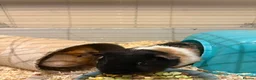 Guinea Pig rodents for sale: 2 male guinea pigs  in Dartford - Advert 1