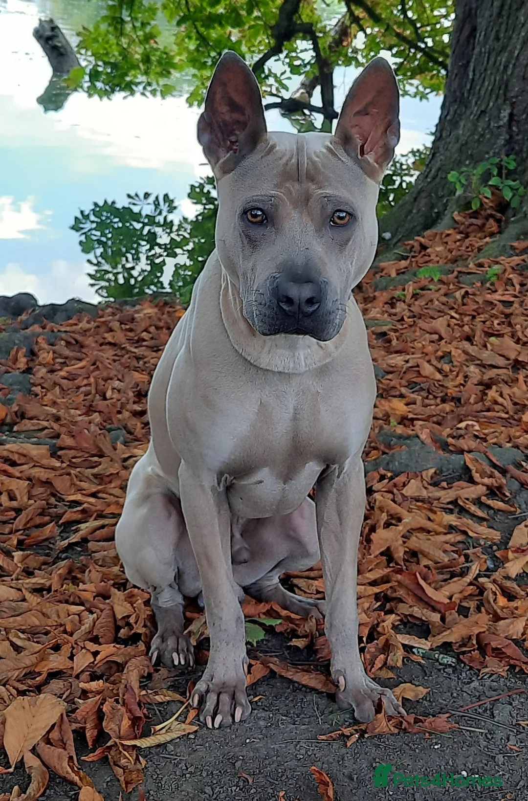 Thai Ridgeback dogs for stud: Thai Ridgeback Stud in Maidstone - Advert 2