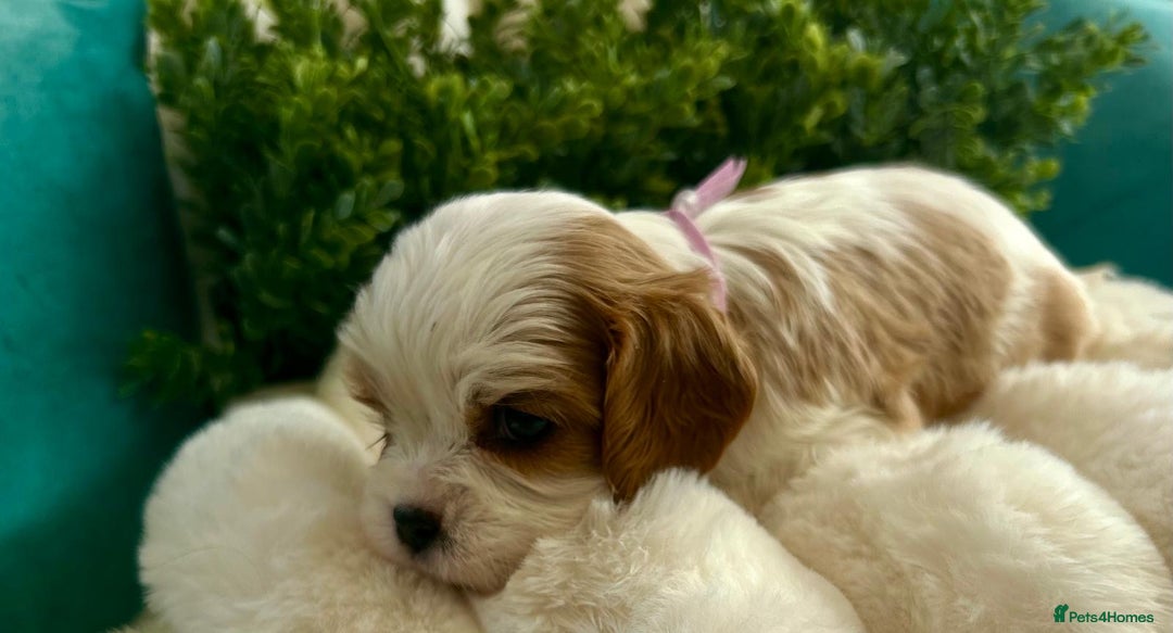 Cavalier King Charles Spaniel dogs for sale: Fully Health tested Cavalier King Charles Puppies  - Image 10