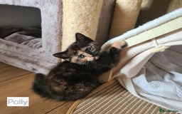 British Shorthair cats for sale: Beautiful British shorthair kittens - Image 21