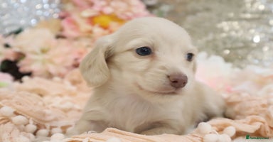 Miniature Dachshund dogs - Advert 4