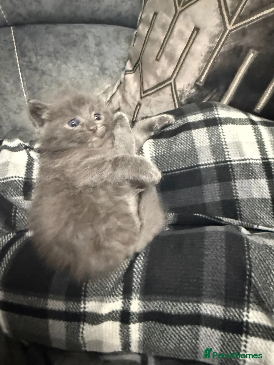 Ragdoll cats for sale: Ragdoll/Turkish Angora 8 Weeks Old Blue-Eyed - Advert 2