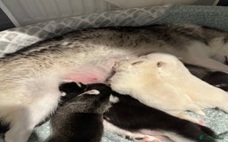 Pomsky dogs for sale: F4 beautiful puppy pomskie blue eyes - Image 1