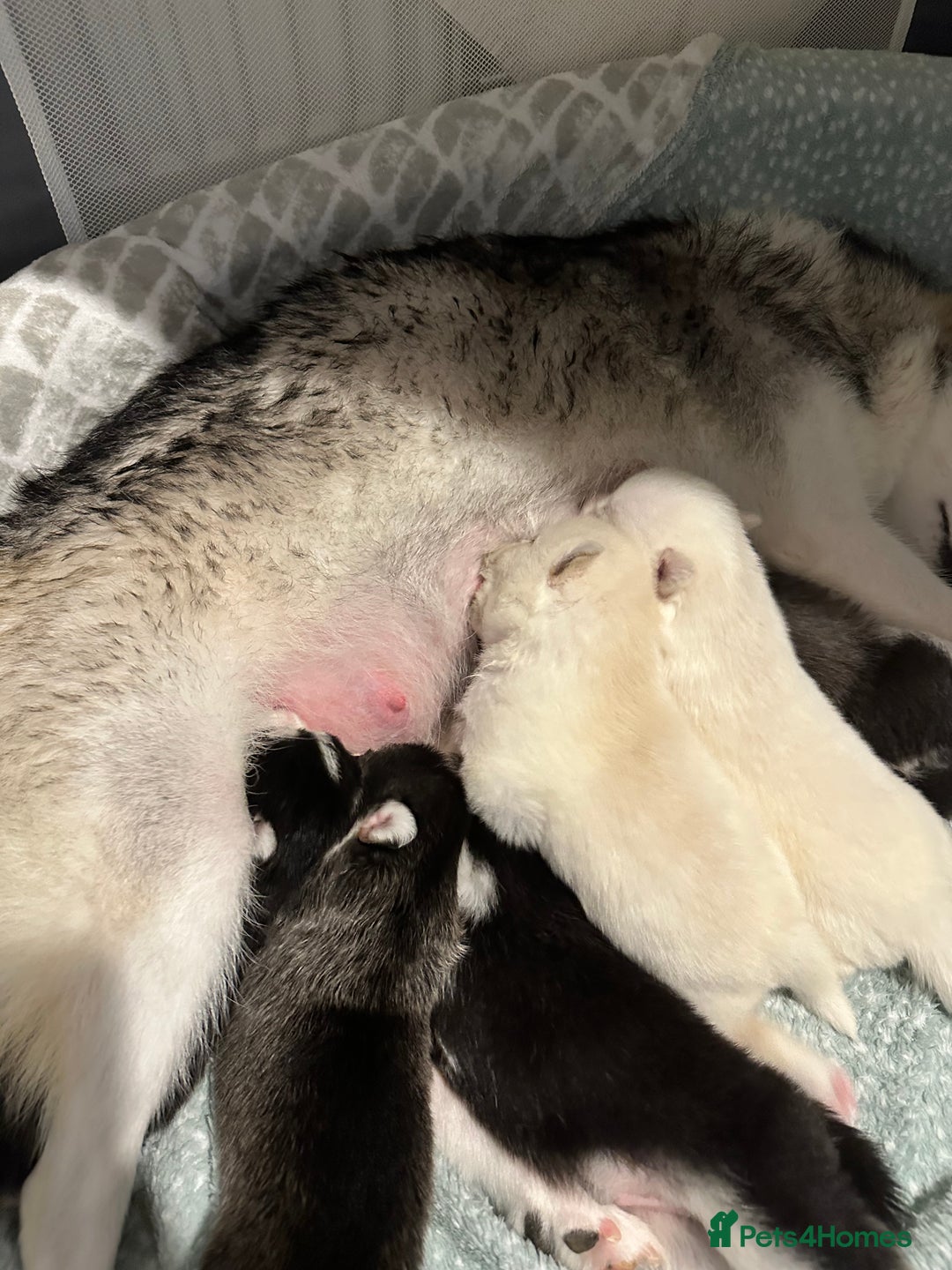 Pomsky dogs for sale: F4 beautiful puppy pomskie blue eyes - Image 1