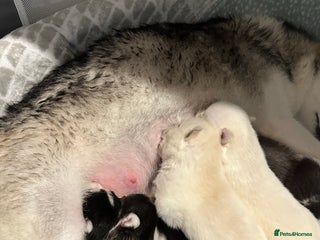 Pomsky dogs for sale - Advert 1