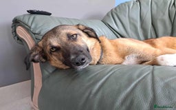 Mixed Breed dogs for adoption: Levi - Norwich Norfolk  - Image 11