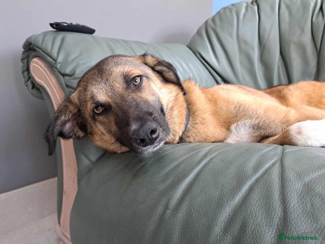 Mixed Breed dogs for adoption: Levi - Norwich Norfolk  - Image 11