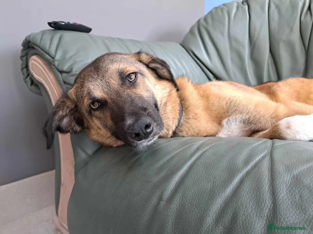 Mixed Breed dogs for adoption: Levi - Norwich Norfolk  - Advert 11