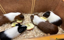 Guinea Pig rodents for sale: Bonded boars/boys - Image 18