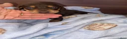 Dachshund dogs for sale: Dachshund  puppies - Advert 5
