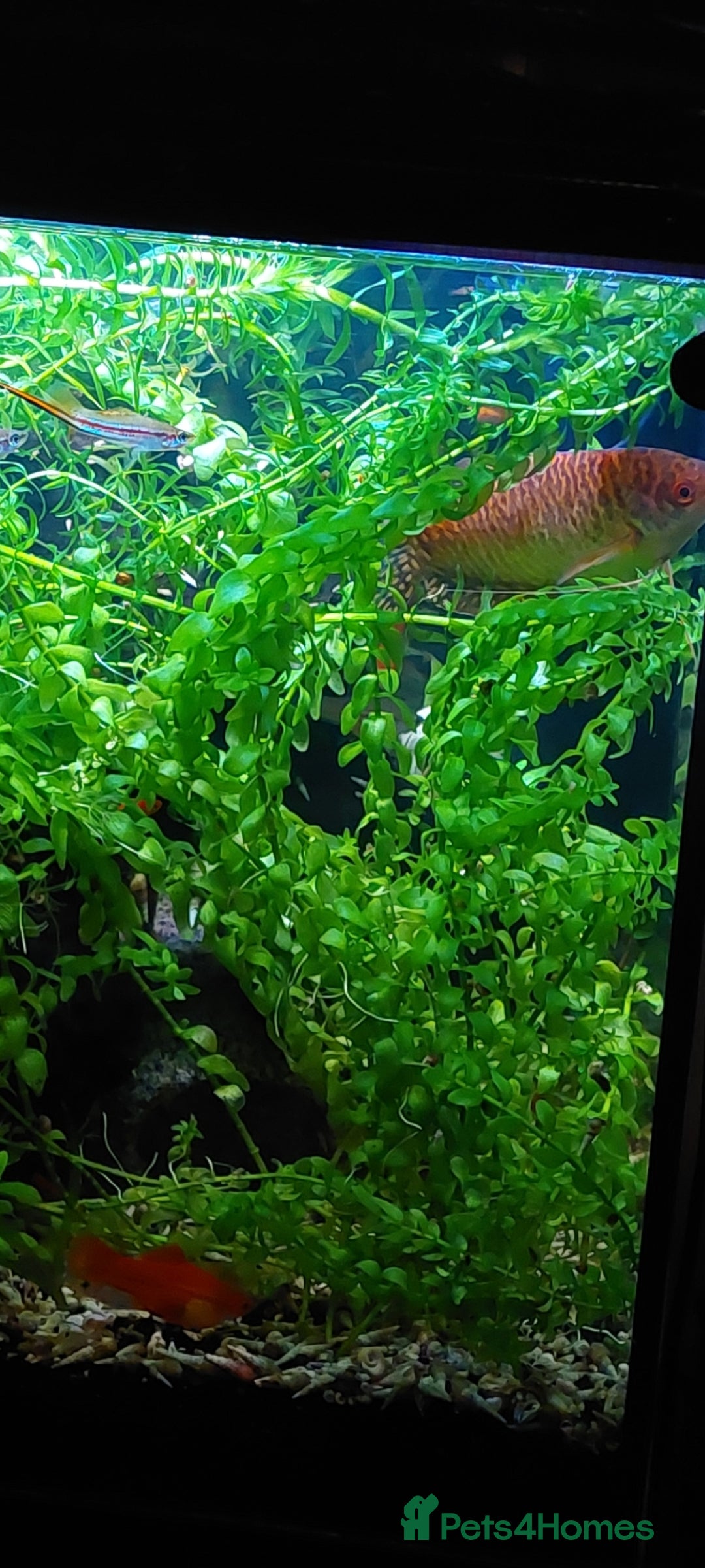 Other/Mixed Breed fish 10-year established jungle tank due t  - Advert 14