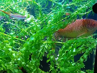 Other/Mixed Breed fish 10-year established jungle tank due t - Advert 14