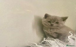 British Shorthair cats for sale: Two cuddly blue boys from loving family home - Image 11