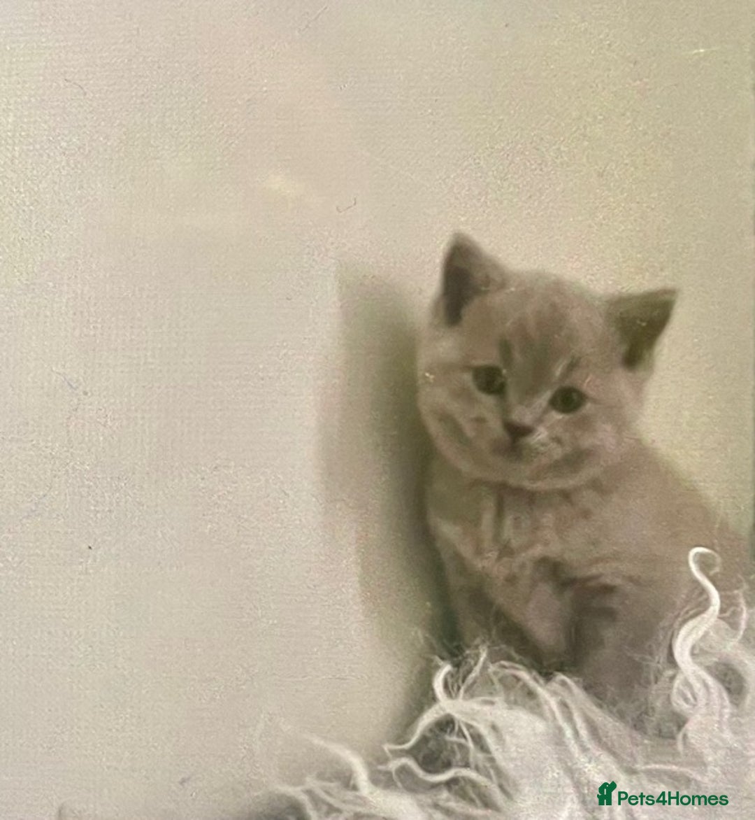 British Shorthair cats for sale: Two cuddly blue boys from loving family home - Image 11