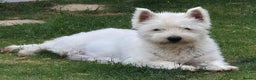 West Highland Terrier dogs for sale: Westhighland Terrier puppies - Advert 6