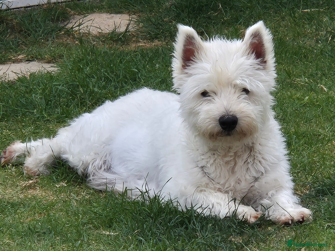 West Highland Terrier dogs for sale: Westhighland Terrier puppies - Advert 6
