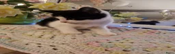 Mixed Breed cats for sale: Beautiful kittens for sale - Advert 3