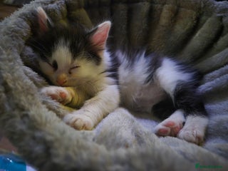 Mixed Breed cats 3 longhaired kittens left - Advert 3