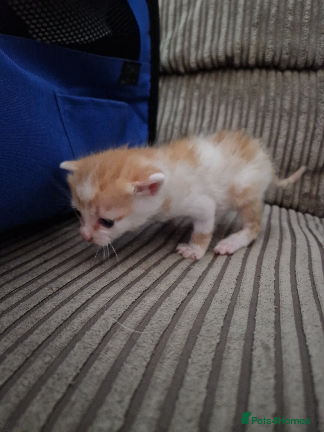Mixed Breed cats for sale: 1 beautiful ginger&white kitten - Advert 32