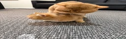 British Shorthair cats for stud: British golden cat - Advert 13