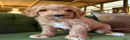 Bernedoodle dogs for sale: F1b Apricot Medium Bernedoodle  - Advert 12