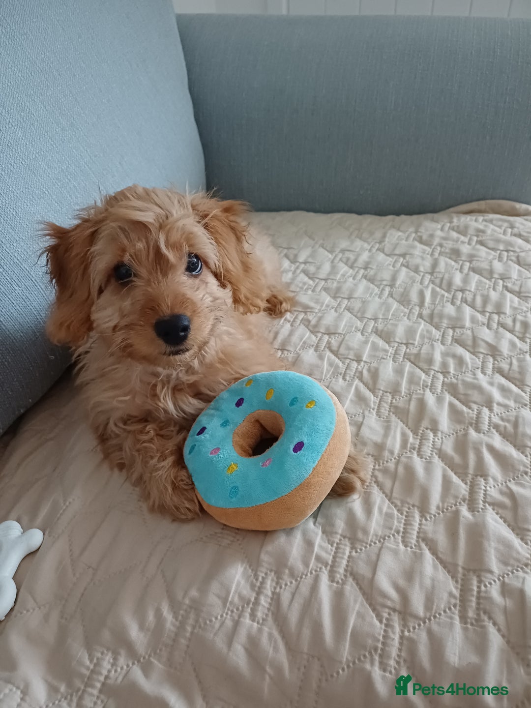 Cockapoo dogs for sale: Puppy - Advert 2