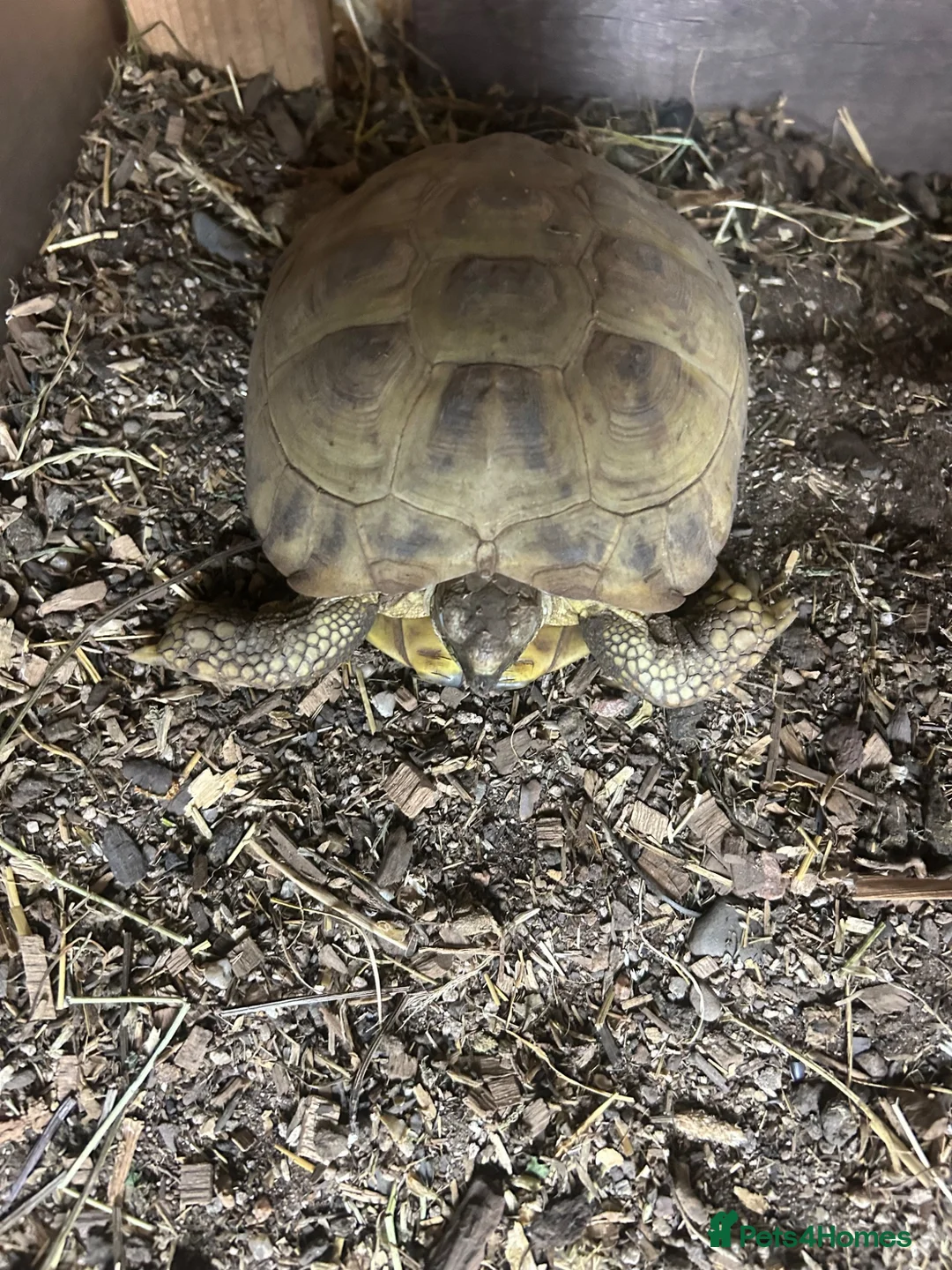 Tortoise reptiles for sale: Trio horsefield tortoises  in Walsall - Advert 2