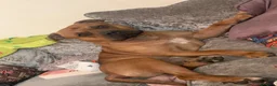 Mixed Breed dogs for sale: Rocky (mastiff x staff)  - Advert 28