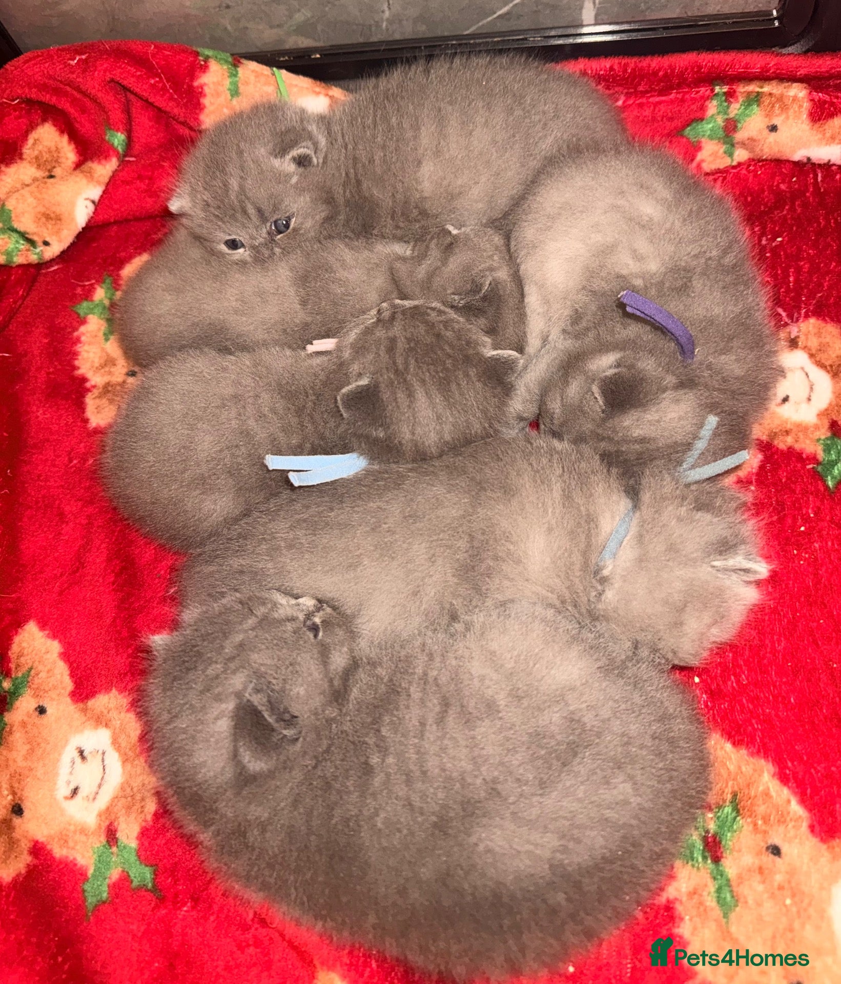 British Shorthair cats for sale: Imperial Grand Champion sired British Shorthairs  - Advert 2