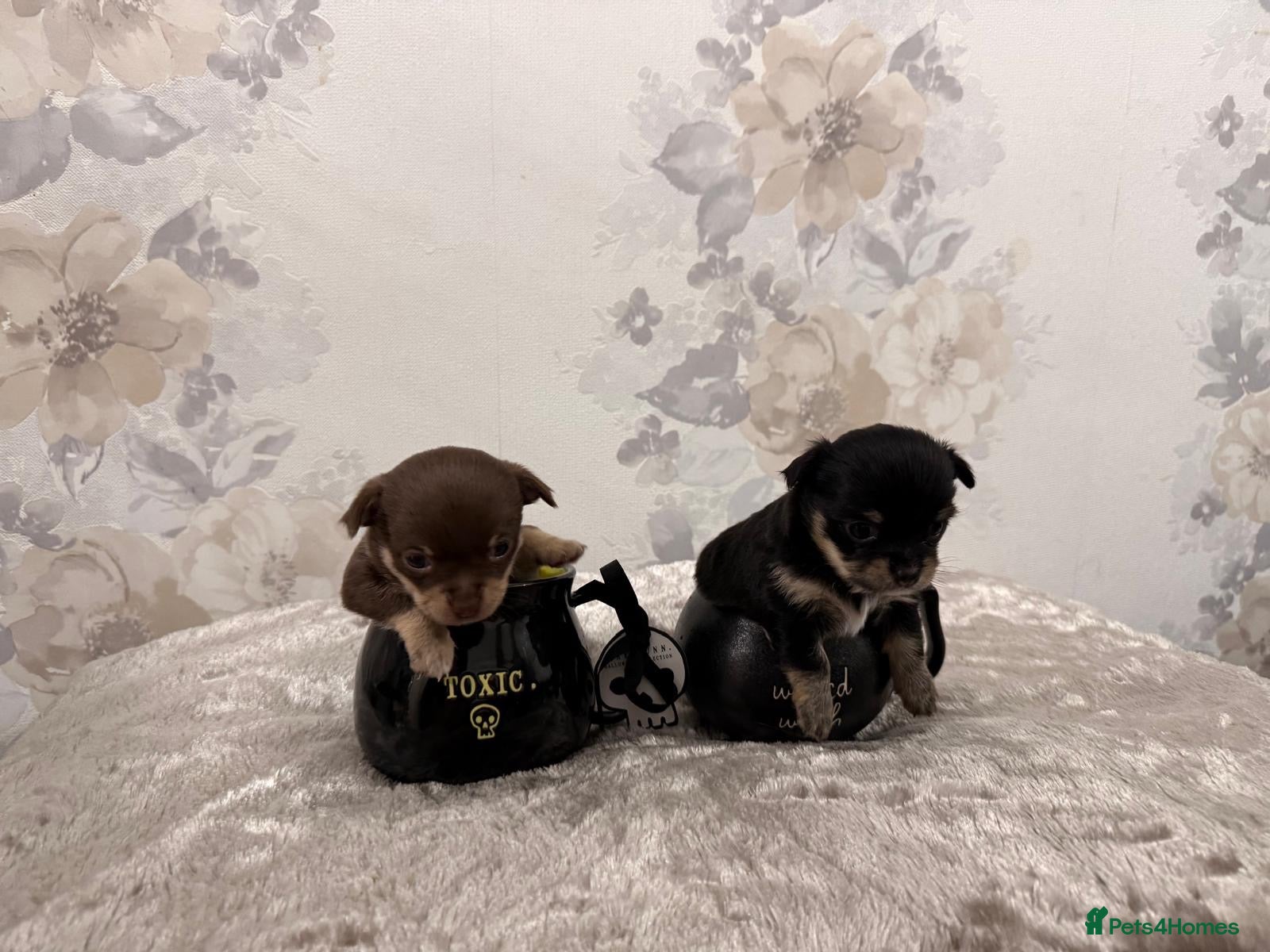 Chihuahua dogs Two XXX Small chihuahua puppies  - Advert 1