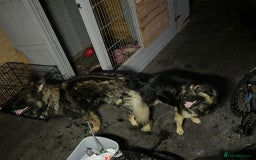 German Shepherd dogs for stud: German shepherd stud - Image 3