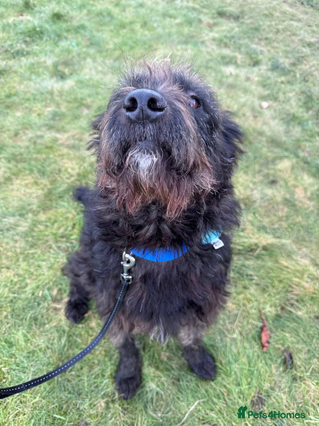 Mixed Breed dogs for adoption: Meet Alfie, currently residing in Cumbria - Advert 2
