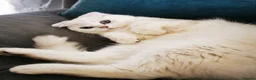 Scottish Fold cats for sale: White Scottish female looking for loving home - Advert 5