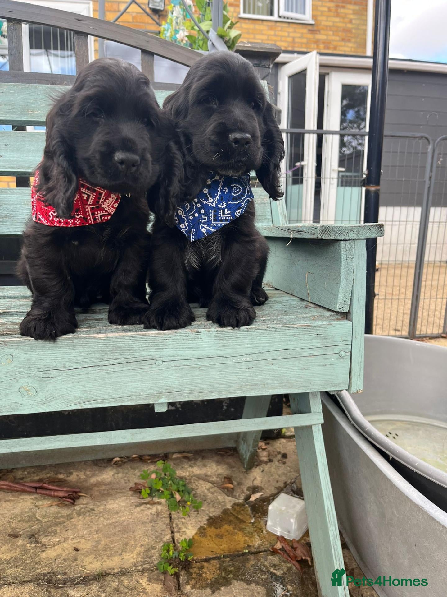 Cocker Spaniel dogs Gorgeous show cocker spaniel puppies  - Advert 8