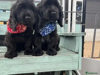 Cocker Spaniel dogs Gorgeous show cocker spaniel puppies - Advert 8
