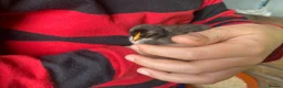 Mixed Breed poultry for sale: Day old ducklings and other poultry available - Advert 12