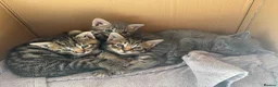 Mixed Breed cats for sale: 4 Beautiful Male Kittens Ready 15th May - Advert 24