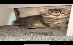 American Shorthair cats for sale: Kitten for sale  - Image 4