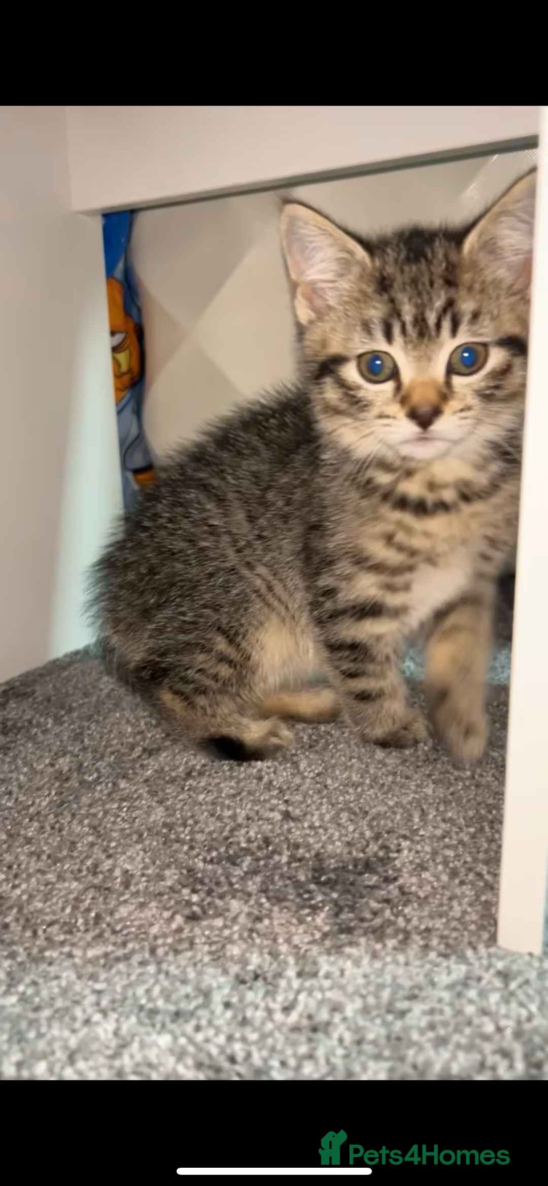 American Shorthair cats for sale: Kitten for sale  - Image 4