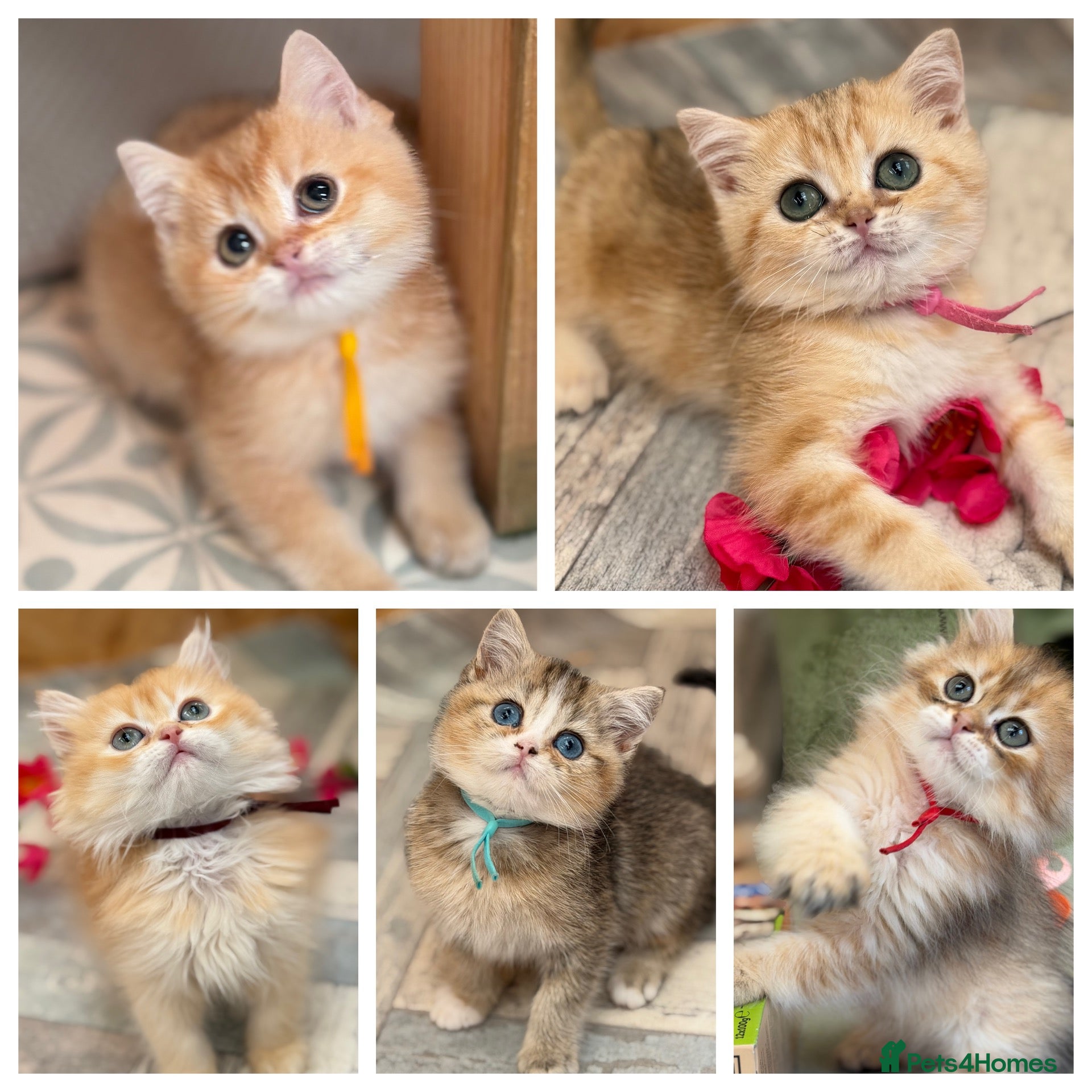 British Longhair cats British short/longhair odd/blue eyed kittens  - Advert 6