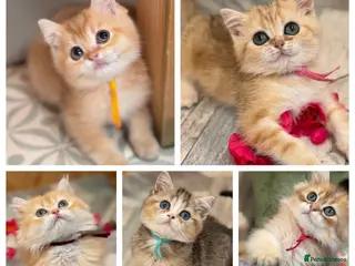 British Longhair cats British short/longhair odd/blue eyed kittens - Advert 6