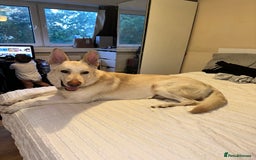 German Shepherd dogs for sale: 3 year old white male German shepherd  - Image 1