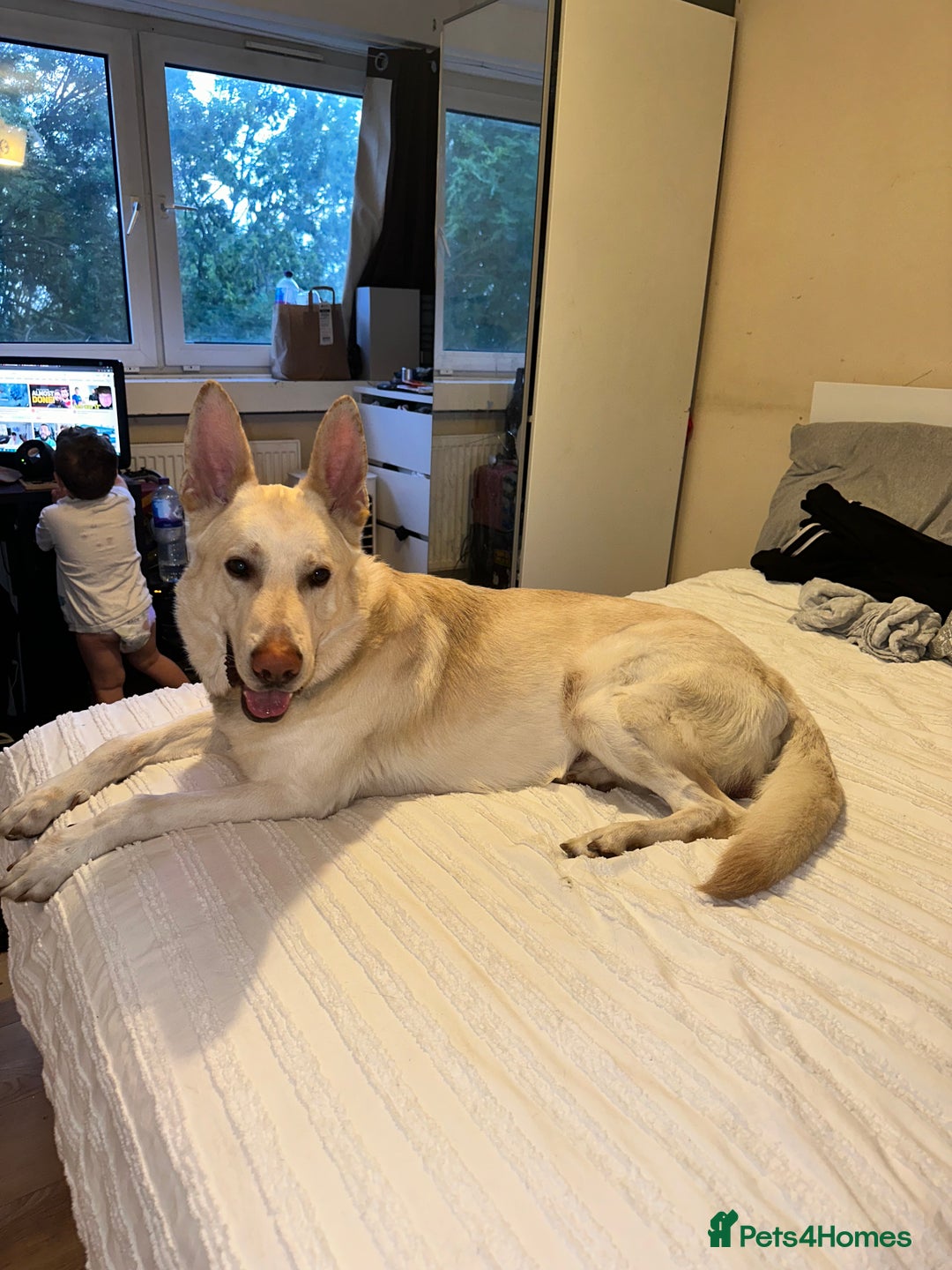 German Shepherd dogs for sale: 3 year old white male German shepherd  - Image 1