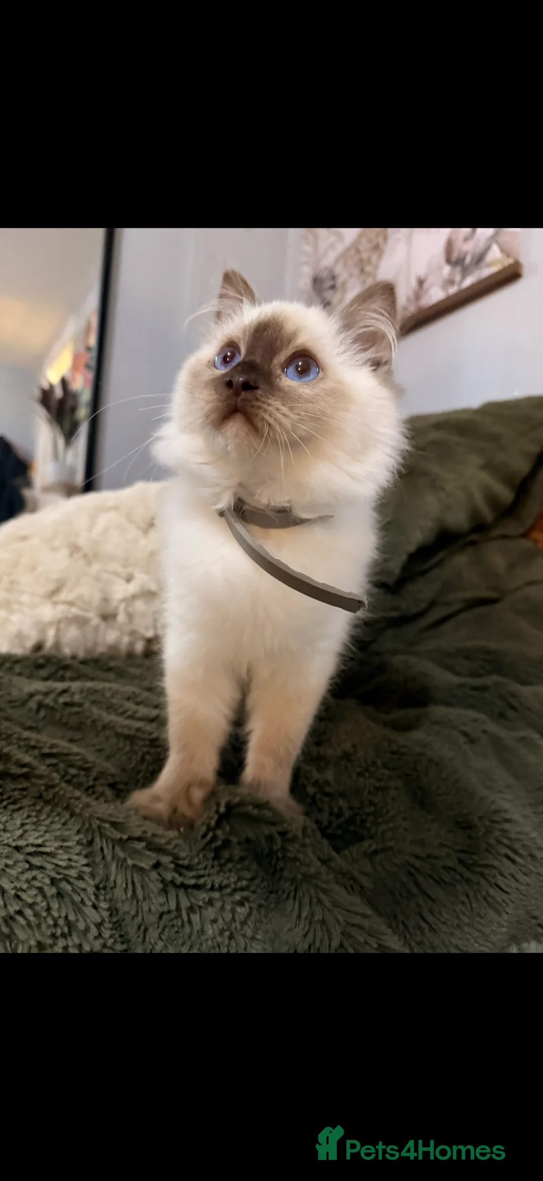 Ragdoll cats for sale: Stunning Ragdoll kittens READY TO COLLECT TODAY - Advert 6